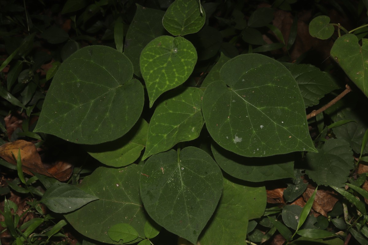 Gongronemopsis tenacissima (Roxb.) S.Reuss, Liede & Meve